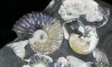 Iredescent Deshayesites Ammonites In Argyllite #22506-1